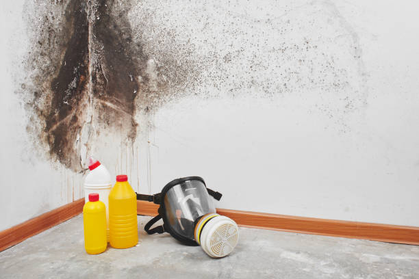 Best DIY Mold Remediation Support Services in Bloomingdale, IL