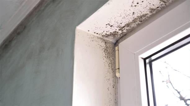 Best Attic Mold Remediation in Bloomingdale, IL