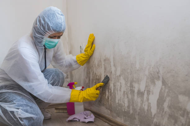 Best Mold Remediation for Specific Building Types in Bloomingdale, IL
