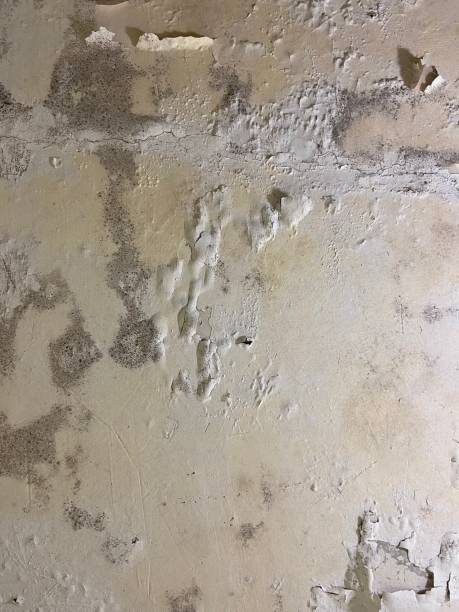 Best Basement Mold Remediation in Bloomingdale, IL