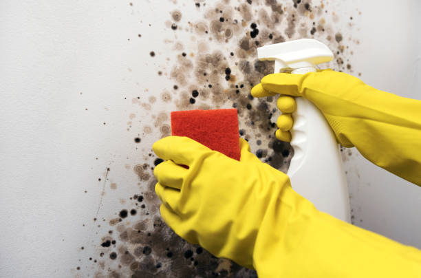 Best Residential Mold Remediation in Bloomingdale, IL
