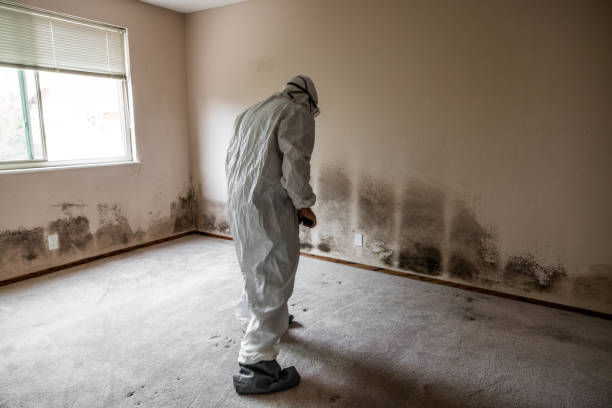 Best Industrial Mold Remediation in Bloomingdale, IL