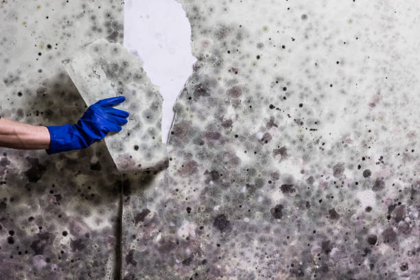 Best Crawl Space Mold Remediation in Bloomingdale, IL