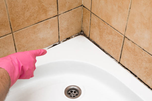 Bloomingdale, IL Mold Remediation Company